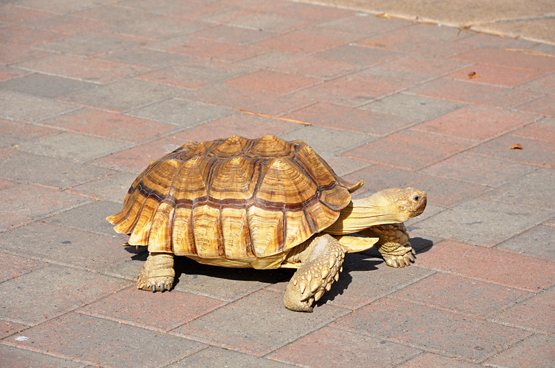 A pet turtle in Bend.jpg