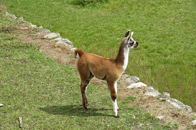 Baby Llama.jpg