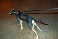 Walking this guy was and still is a challenge sometimes.jpg