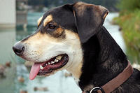 Mulder puppy pics 8-12 months