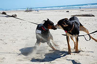 Let the chaos start.jpg