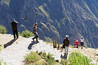 These birds will fly over your head